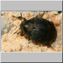 Byrrhus fasciatus - Pillenkaefer 01 6mm Teverener Heide - Sandgrube.jpg